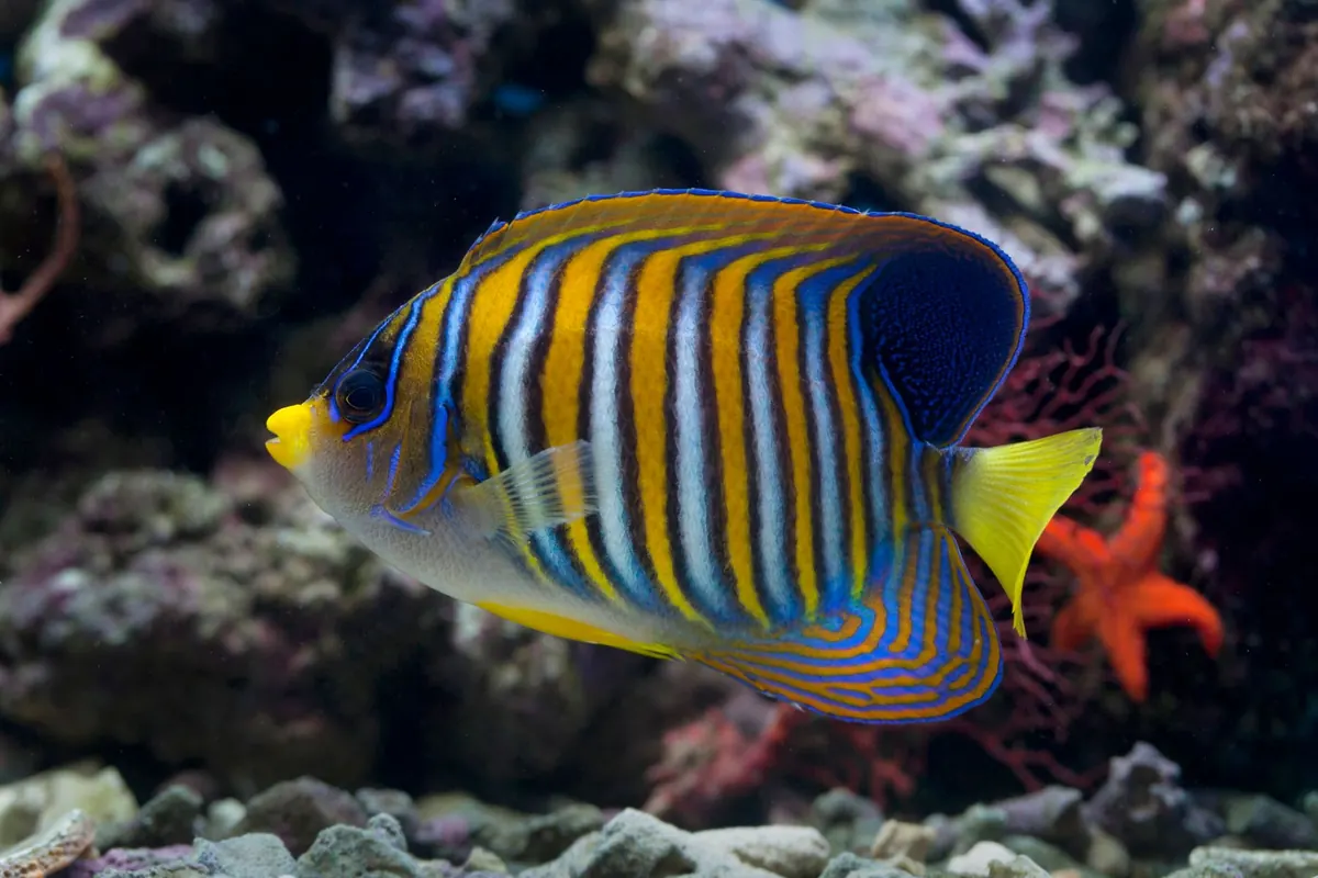 Common Mistakes New Reef Keepers Make with Water Parameters