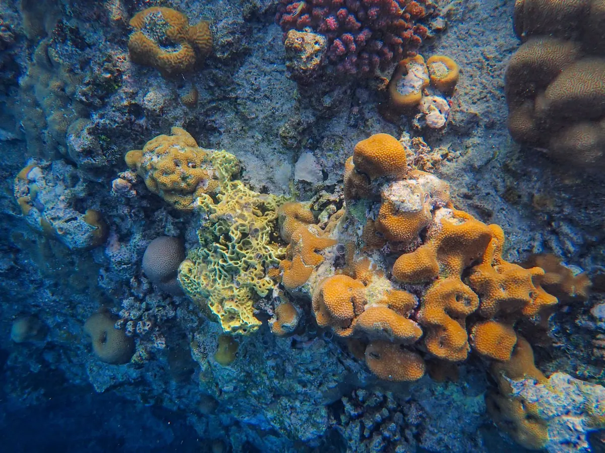 Coral Restoration Explained: Nurseries, Fragmentation and Outplanting