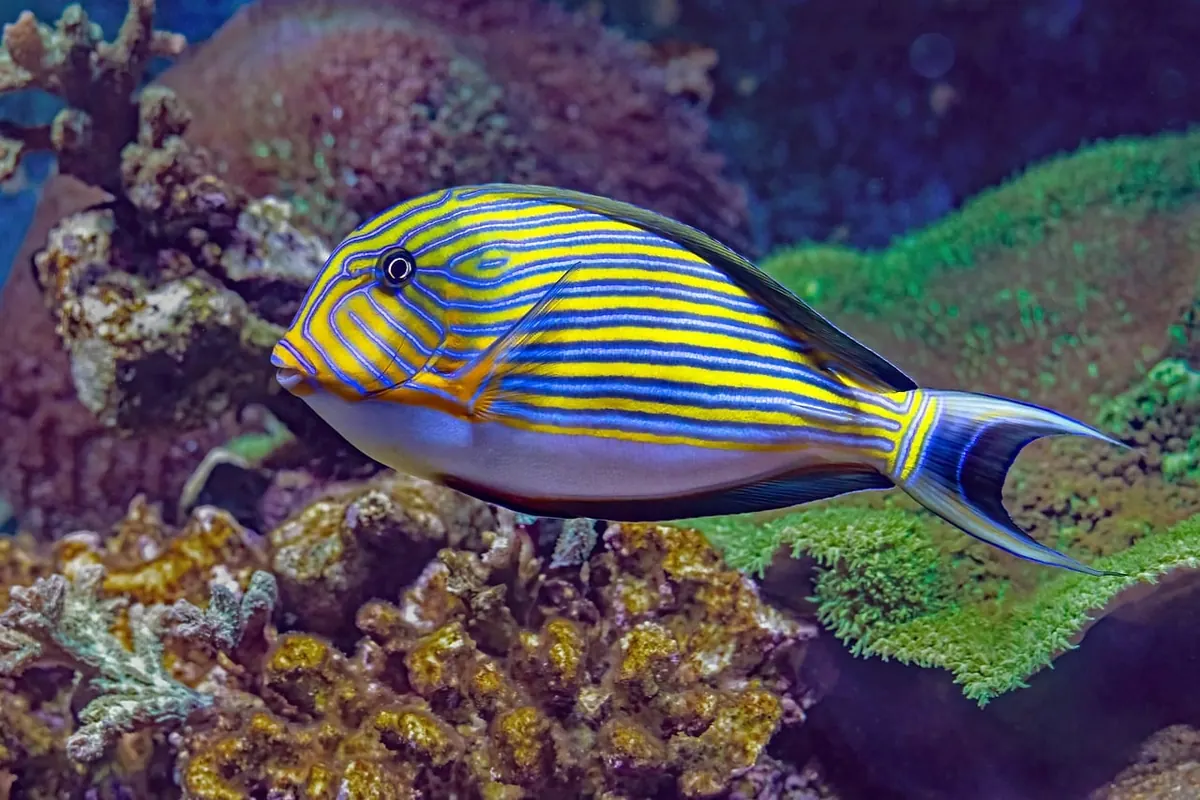 How to Identify Five Common Reef Fish Families on Your Next Snorkel