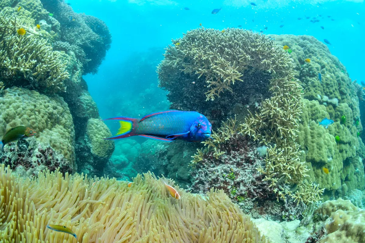 Parrotfish and Reef Health: Why These Grazers Matter