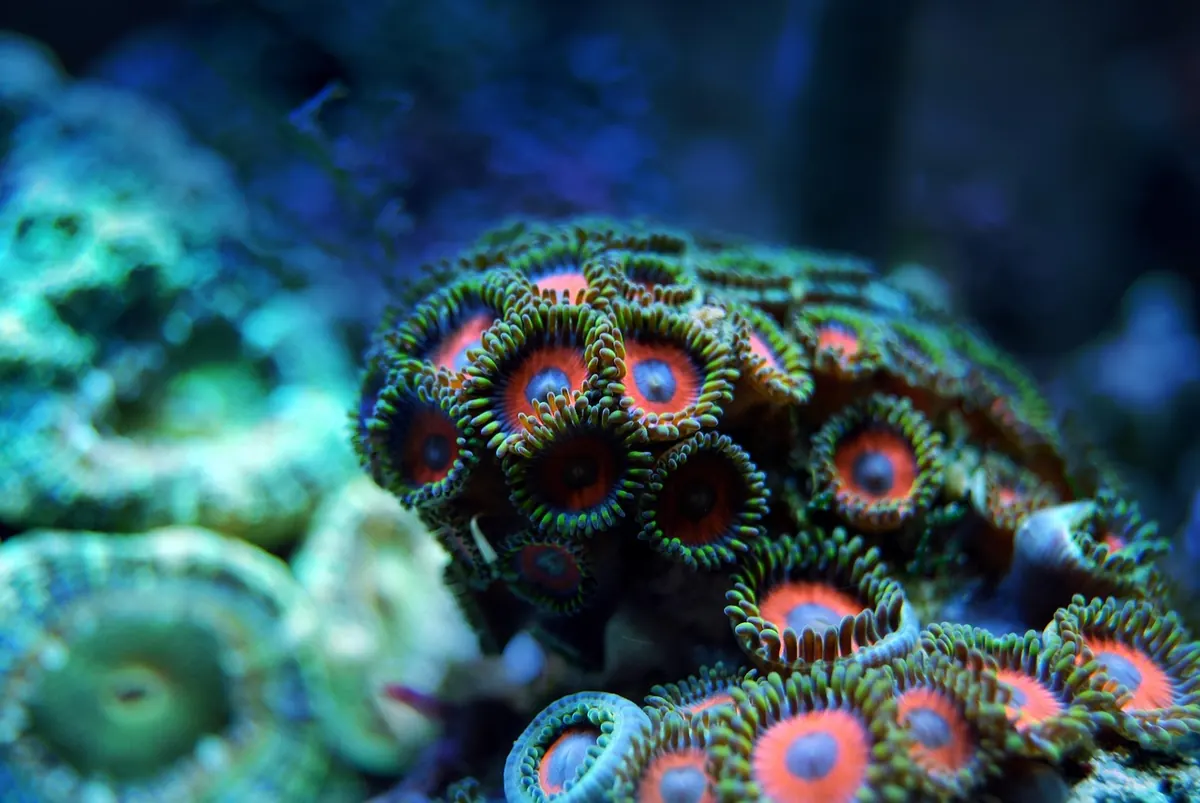 Setting Up a Nano Reef Tank: A Beginner's Guide for UK Aquarists